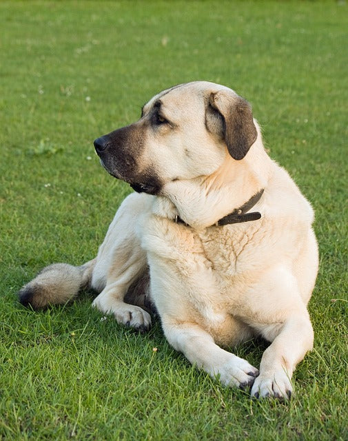 The Mighty Anatolian Shepherd Dog: A Loyal Guardian and Devoted Companion