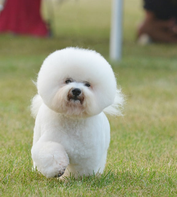 Exploring the Endearing Qualities of the Bichon Frise