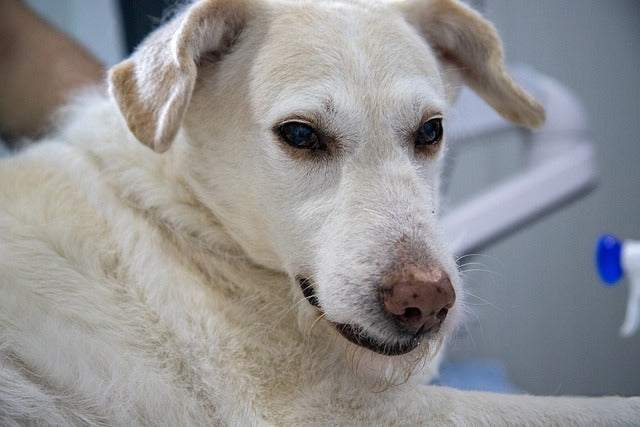 Lymphoma in Dogs: Symptoms, Diagnosis, and Treatment