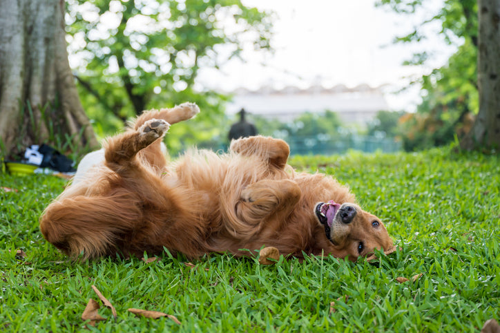 Obsessive Dog Behaviors and What to Do