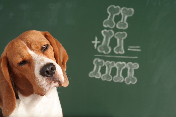 Doggie ESP: Exploring the Extraordinary Sensory Perception of Dogs