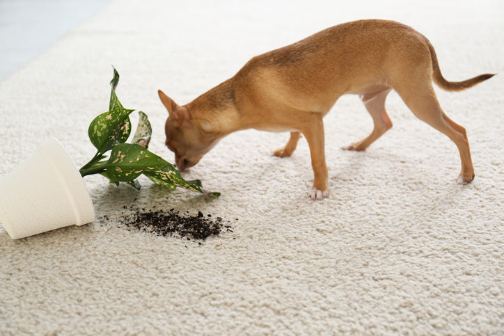 Why Does My Dog Eat Dirt?