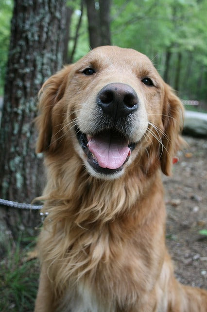 Top 10 Friendliest Dog Breeds