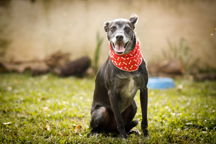 Dog Hearing Aids: Enhancing Canine Quality of Life