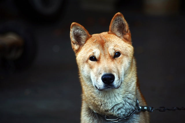 The Jindo Dog: Korea's Loyal and Intrepid Canine Companion