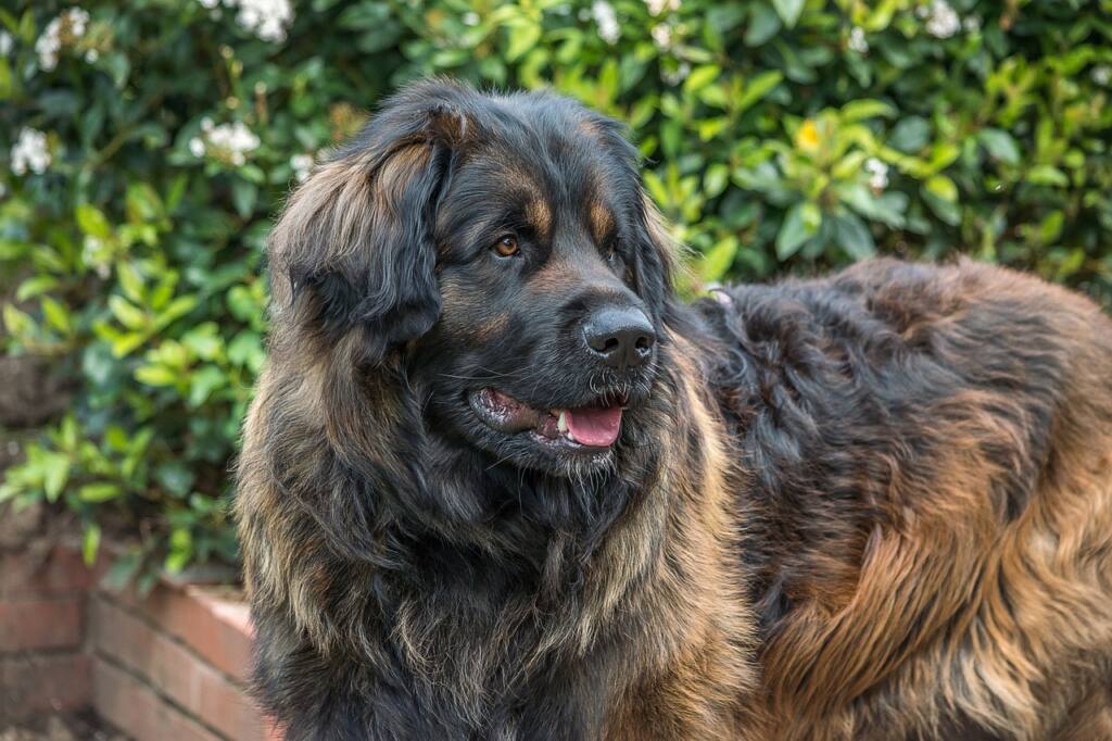 The Majestic Leonberger: A Gentle Giant with a Heart of Gold