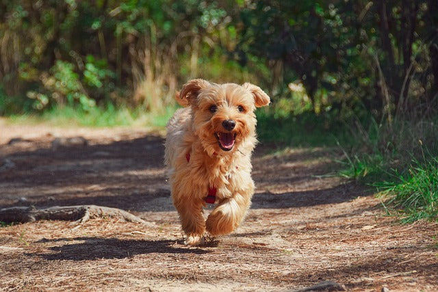 Is There a Difference Between a Mutt and a Mixed-Breed Dog?