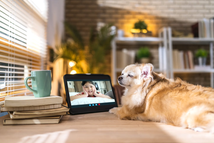 Home Alone: How to Keep an Eye on Your Dog When You Aren't There