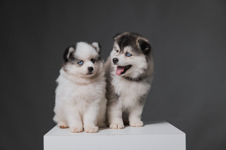 The Pomsky: The Adorable Mix of Pomeranian Fluff and Husky Spirit