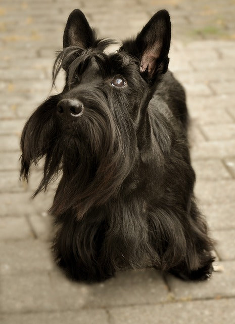 The Scottish Terrier: A Spirited Breed with a Rich History