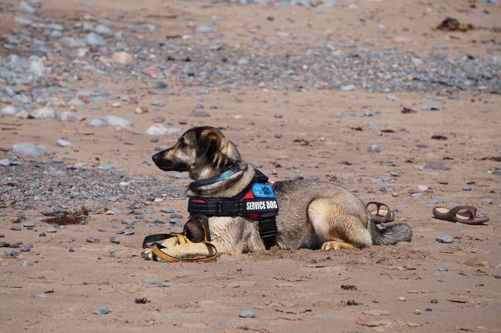 The Fascinating World of Working Dogs: Uncovering their Roles and Skills
