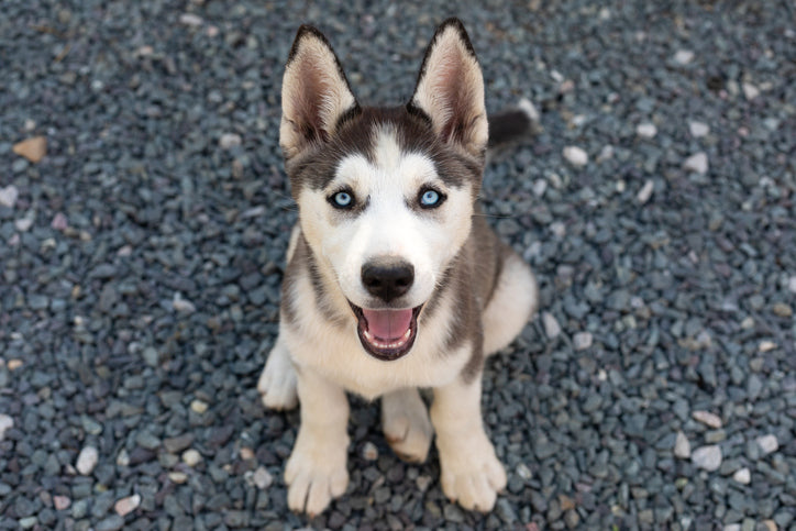 Native American Dog Breeds: A Glimpse into the Canine Heritage of Indigenous Cultures
