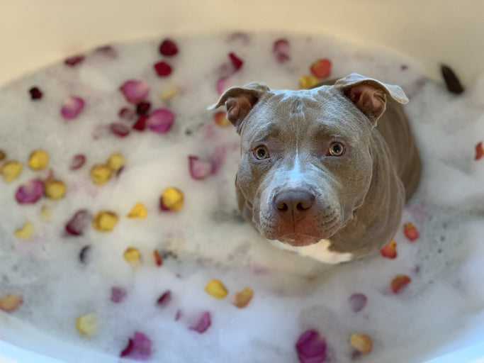 Dog Wellness Retreats Where You and Your Dog Can Relax