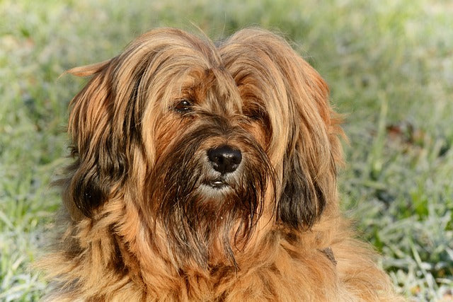 The Tibetan Terrier: A Cherished Canine Companion