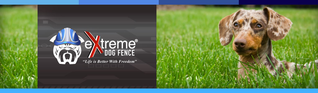 eXtreme Dog Fence