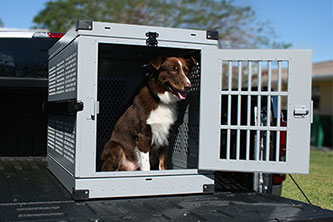 Dog standing inside Crate