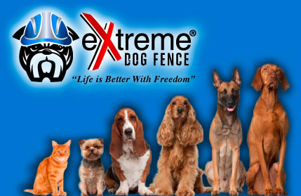 DIY dog fence | wireless dog fence