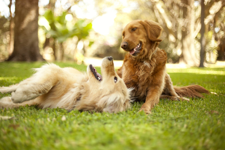 Do Dogs Have Best Friends?