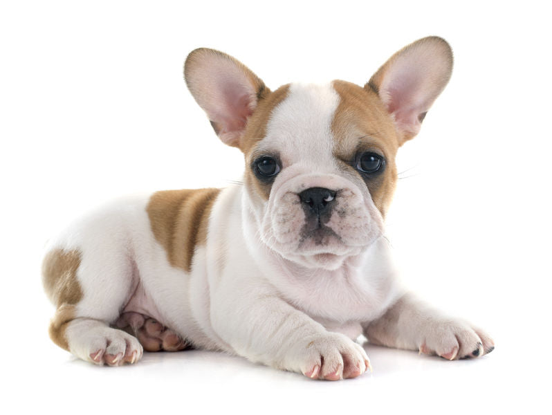 The Best Dog Breeds for Apartments