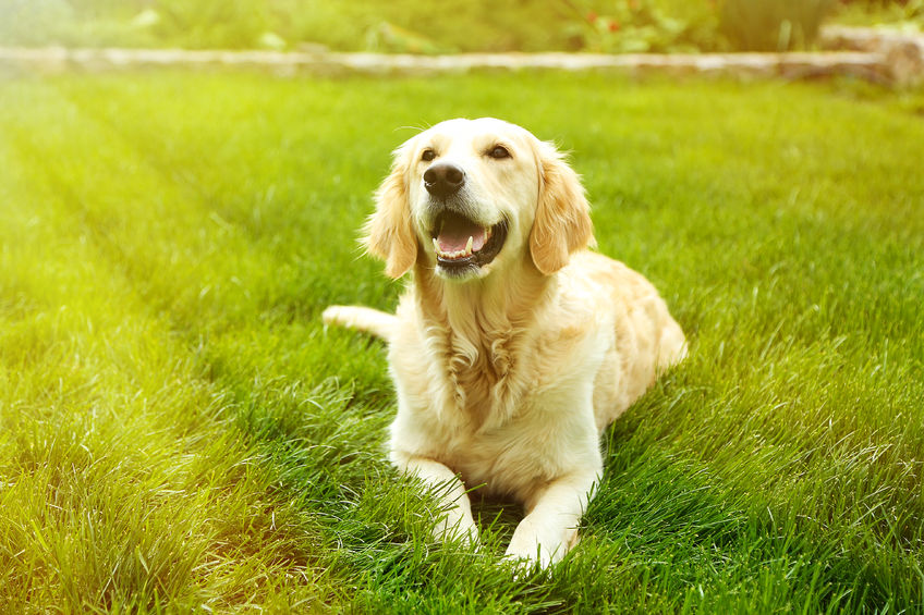 What to Do When Your Dog Runs Through an Electric Fence