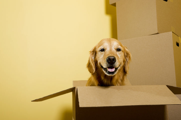 How to Make a DIY Dog Bed out of Cardboard Boxes