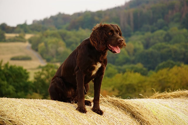 The Deutscher Wachtelhund: A Versatile Hunting Companion with Endearing Traits