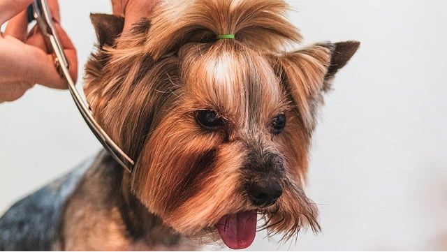 DIY Dog Grooming: Tips for Giving Your Dog a Haircut at Home