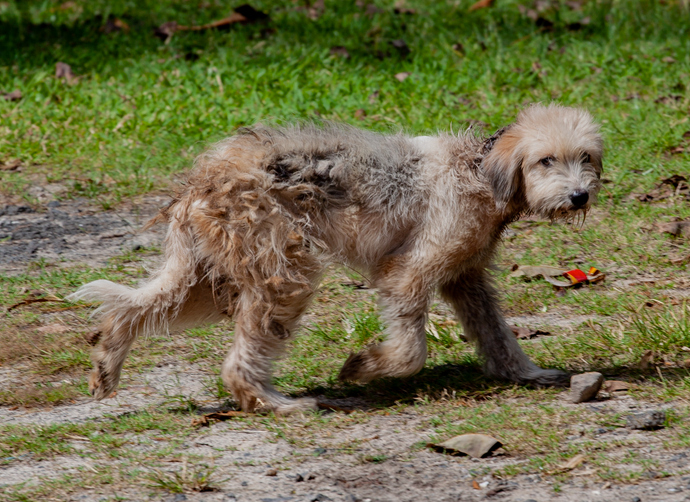 Unraveling the Charms of the Otterhound: A Unique and Endearing Canine Companion