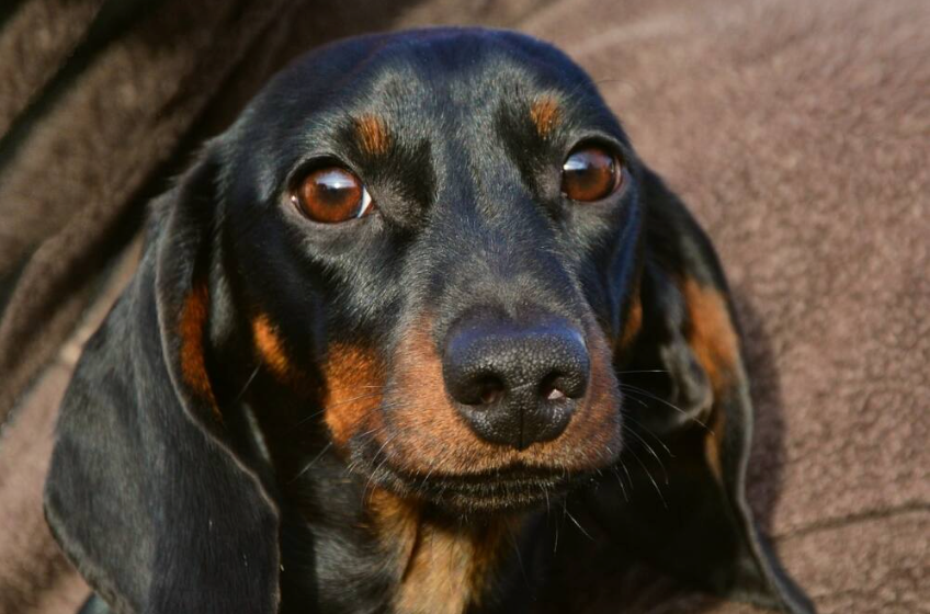 Popular Dachshund Mixes