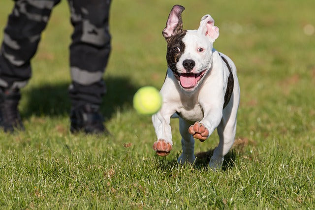 The American Bulldog: Honoring Their Power, Loyalty, and Endearing Playfulness