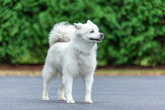 The American Eskimo Dog: A Fluffy Companion with Arctic Heritage