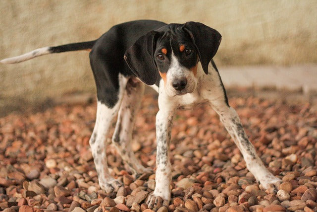 American Foxhounds: A Classic and Adventurous Hunting Breed