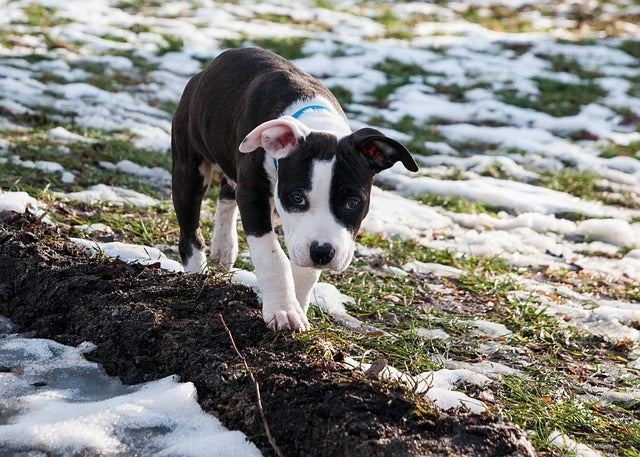 American Staffordshire Terrier