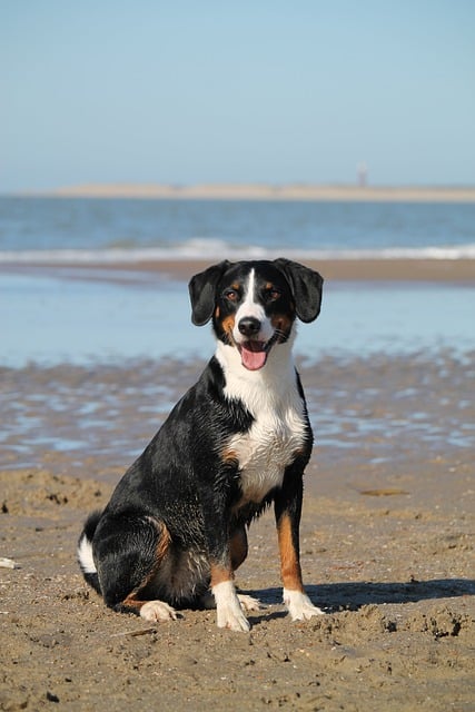 Dog Breeds of Switzerland