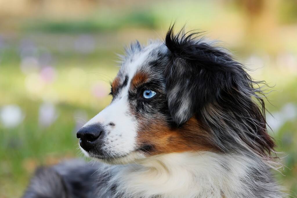 Top 10 Dog Breeds for Active Families