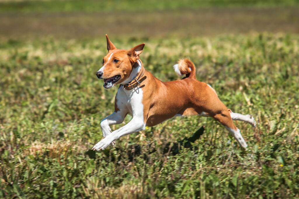 The Benefits of Owning a Basenji Dog: The Barkless Wonder