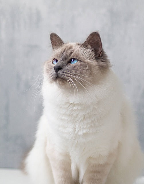 The Enchanting Birmans: Elegance, Personality, and Mystique