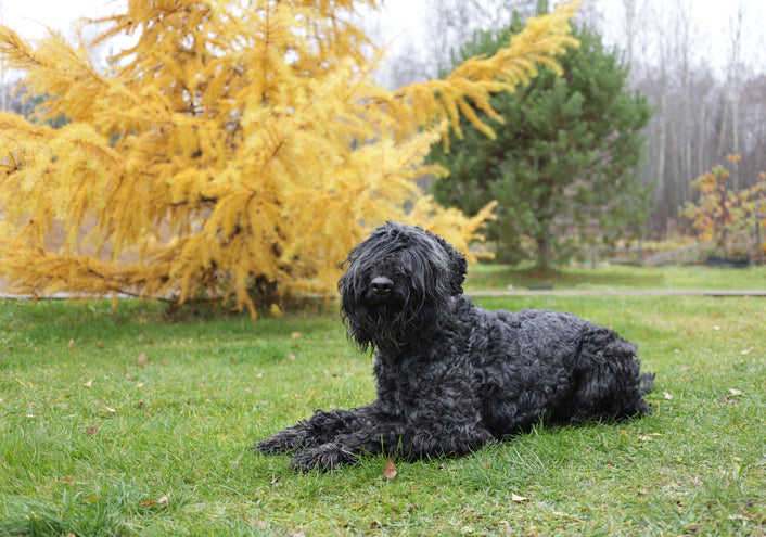 Dog Breeds of Russia