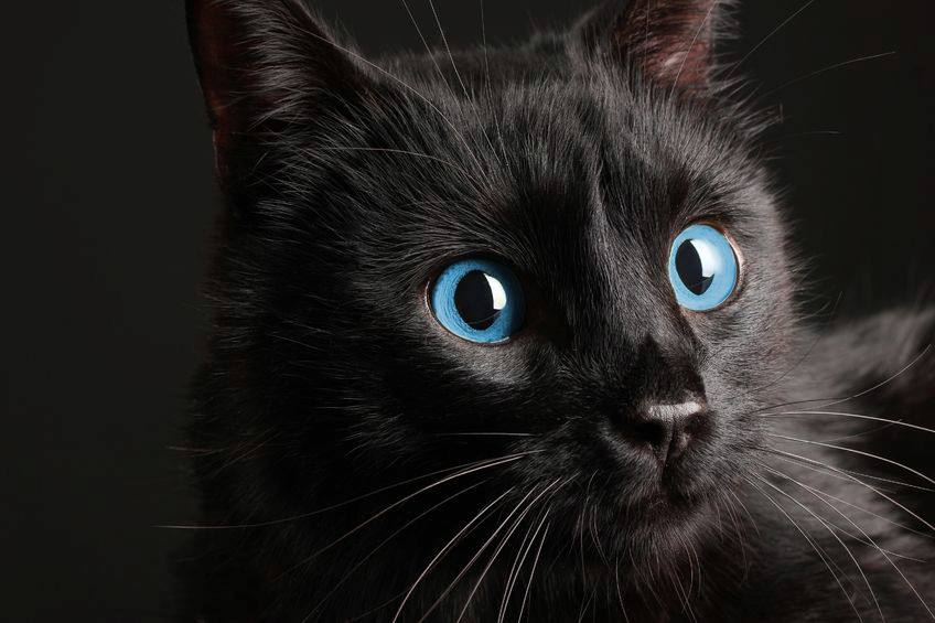 The Black Cat Breeds of Hollywood