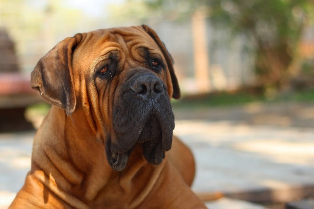 The Majestic Boerboel: A Powerful and Loyal Companion