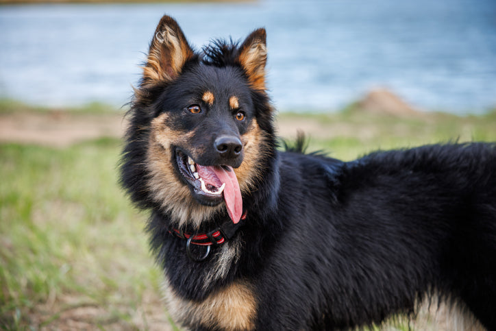 The Bohemian Shepherd: Unveiling the Charismatic Charm of a Czech Herding Breed