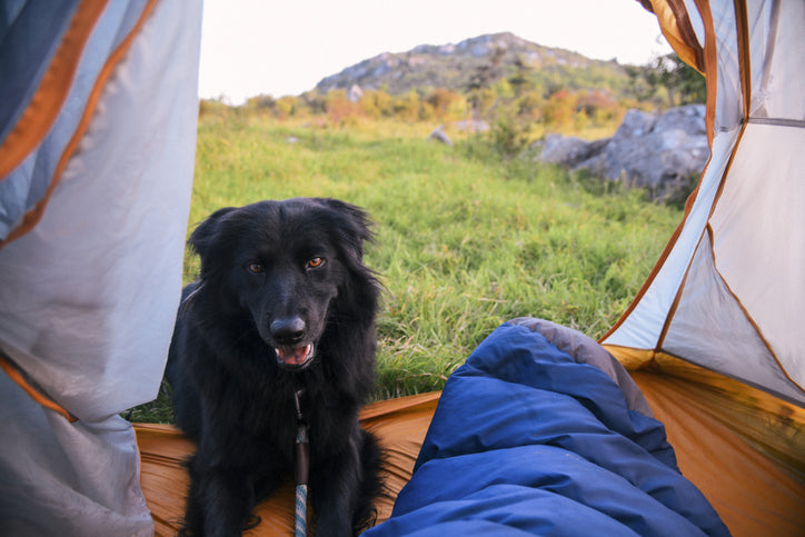 Using a Wireless Dog Fence When Camping