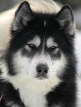 Canadian Eskimo Dog Breed Guide