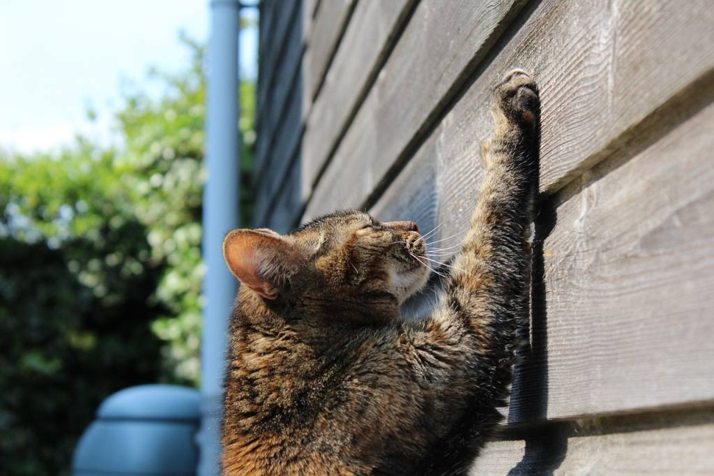 The Nature of Cats: Understanding Your Cat's Instincts