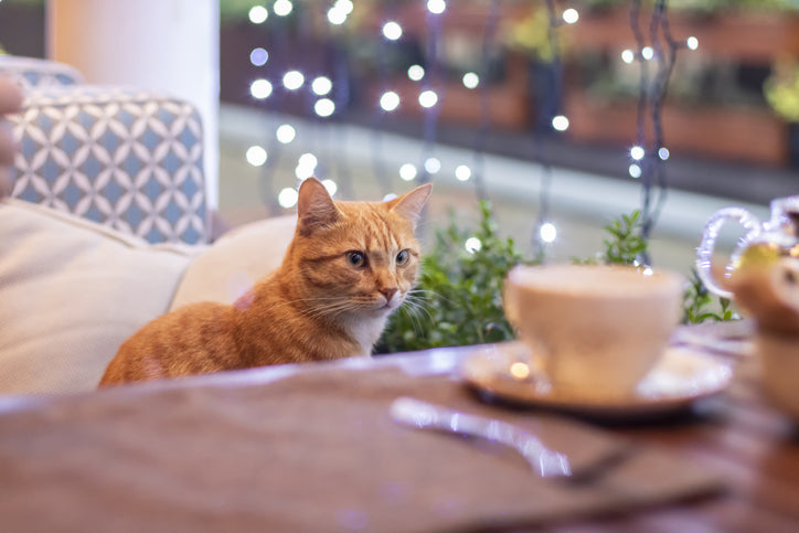 The Rise of Cat Cafés: Exploring the Trend and Its Impact on Adoption Rates