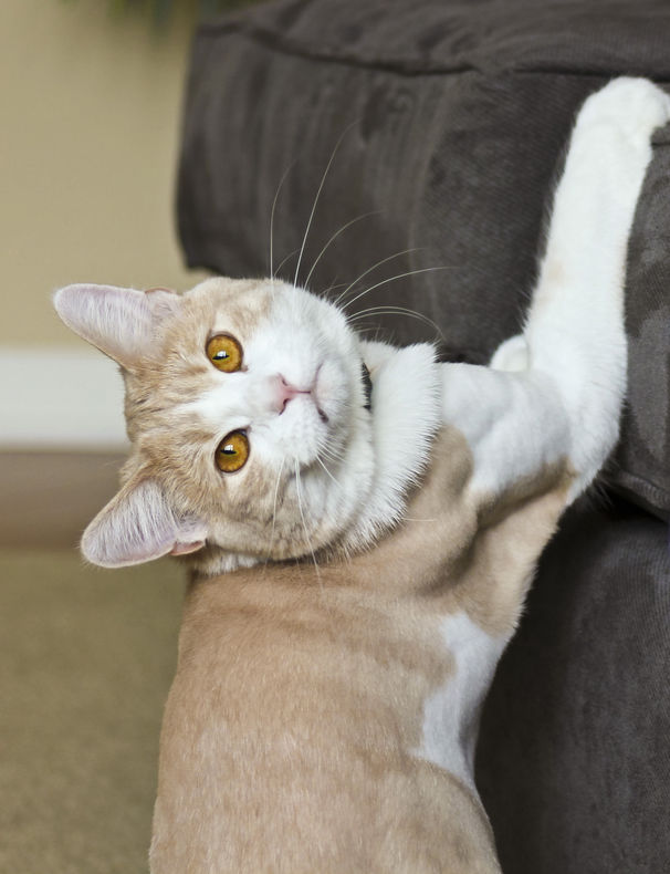 Common Behavioral Problems in Cats and How to Fix Them