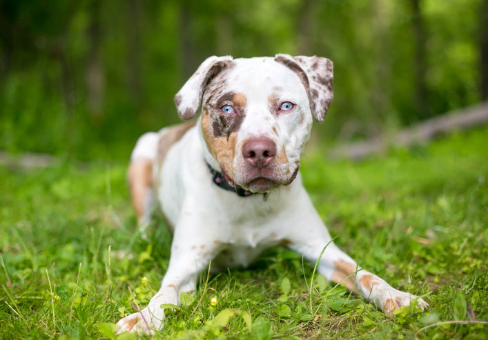 Catahoula Leopard Dog: The Versatile Nature and Striking Beauty of Louisiana's Native Canine