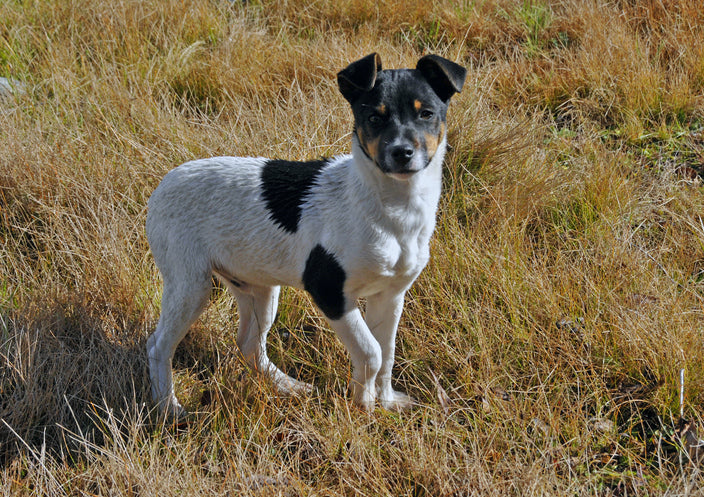 The Chilean Fox Terrier: A Spirited and Agile Canine Companion