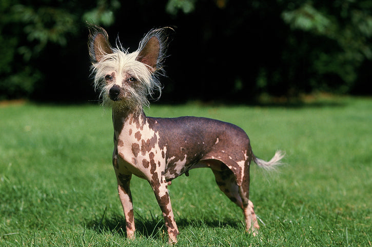 Chinese Crested Dogs: Celebrating Their Elegant and Charming Quirks