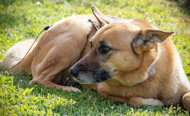 Chinook: The Strength and Endearing Personality of America's Rare and Versatile Dog